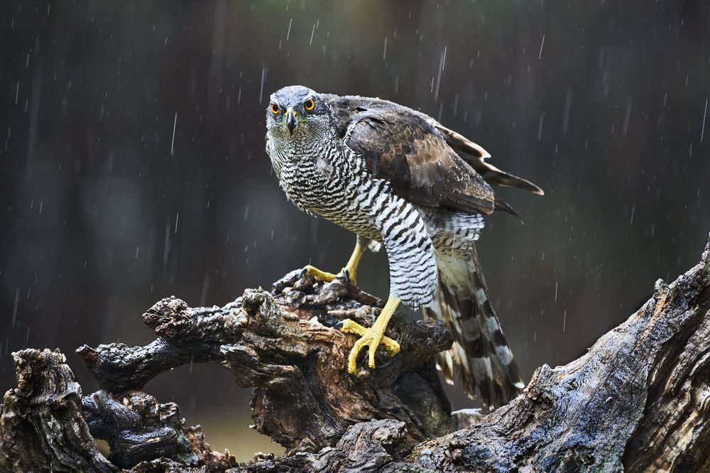 Azor bajo la lluvia