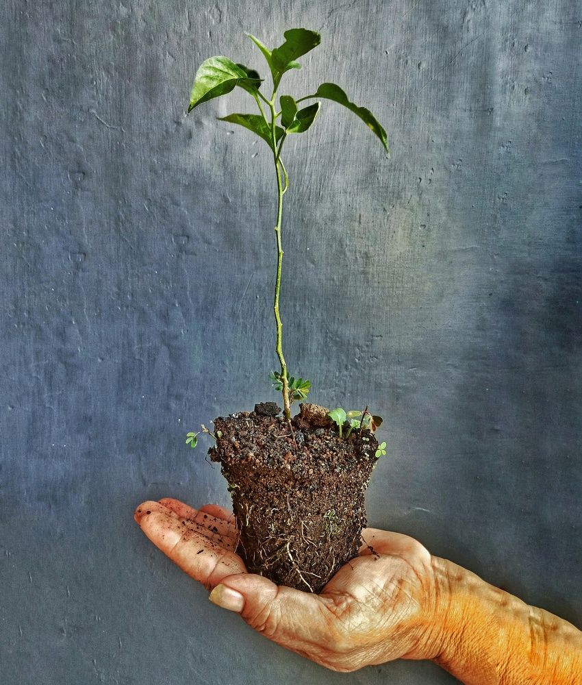 Greenery is in your hands
