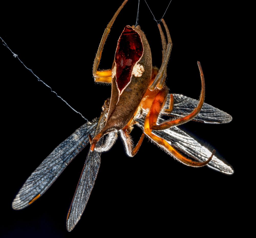 Фотография автора TAN LING ZI