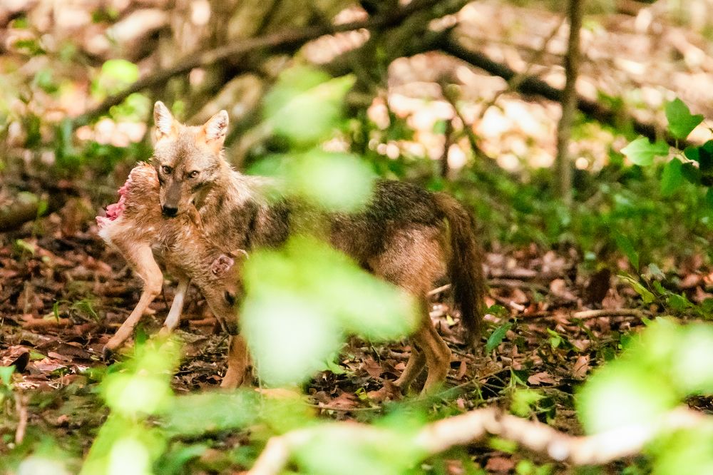 Photograph by Isuru Ranadheera