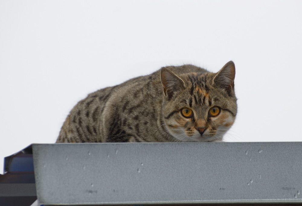 Photograph by Сергей Булат