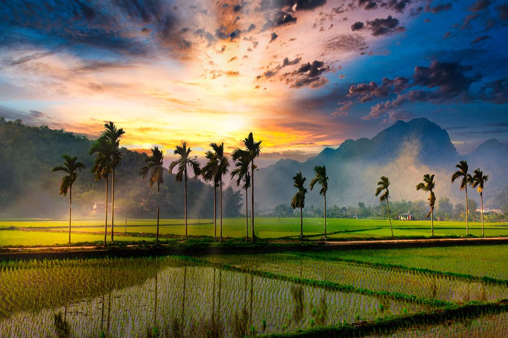Drawn in Luong Son ricefield