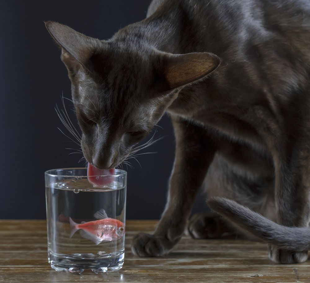 Photograph by Tatyana Fedenkova