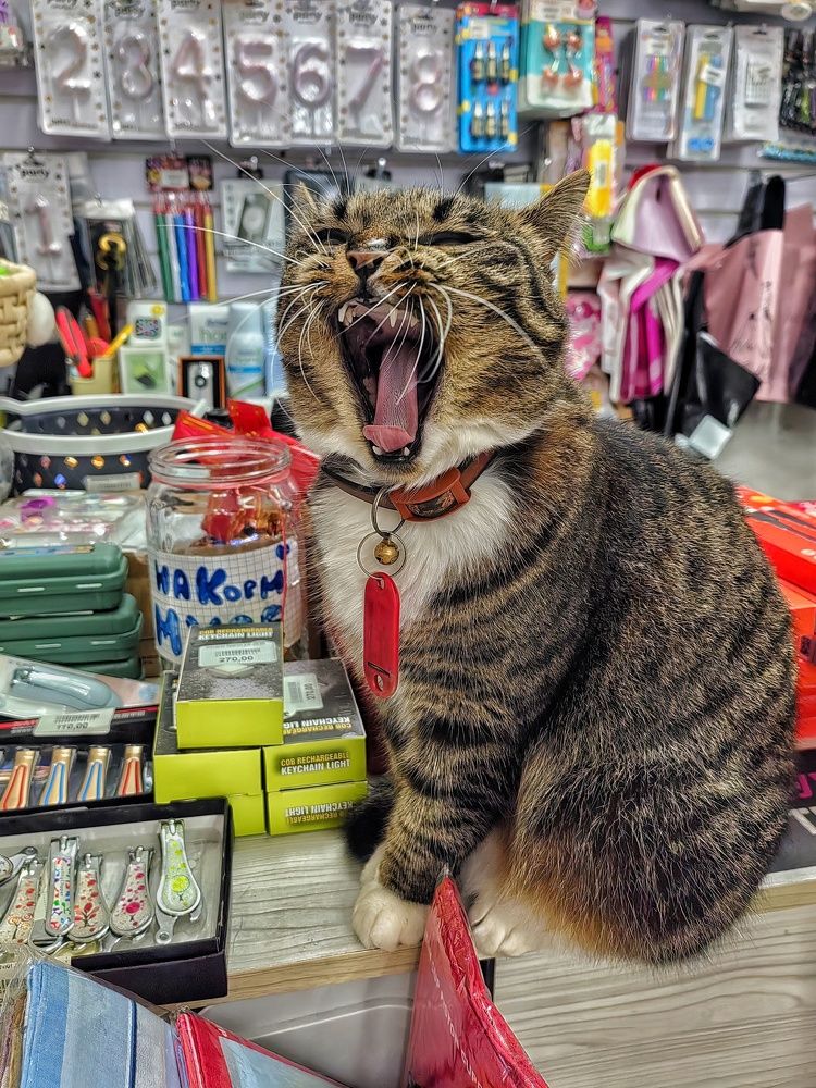 Фотография автора НАТАЛЬЯ СЕВЕР