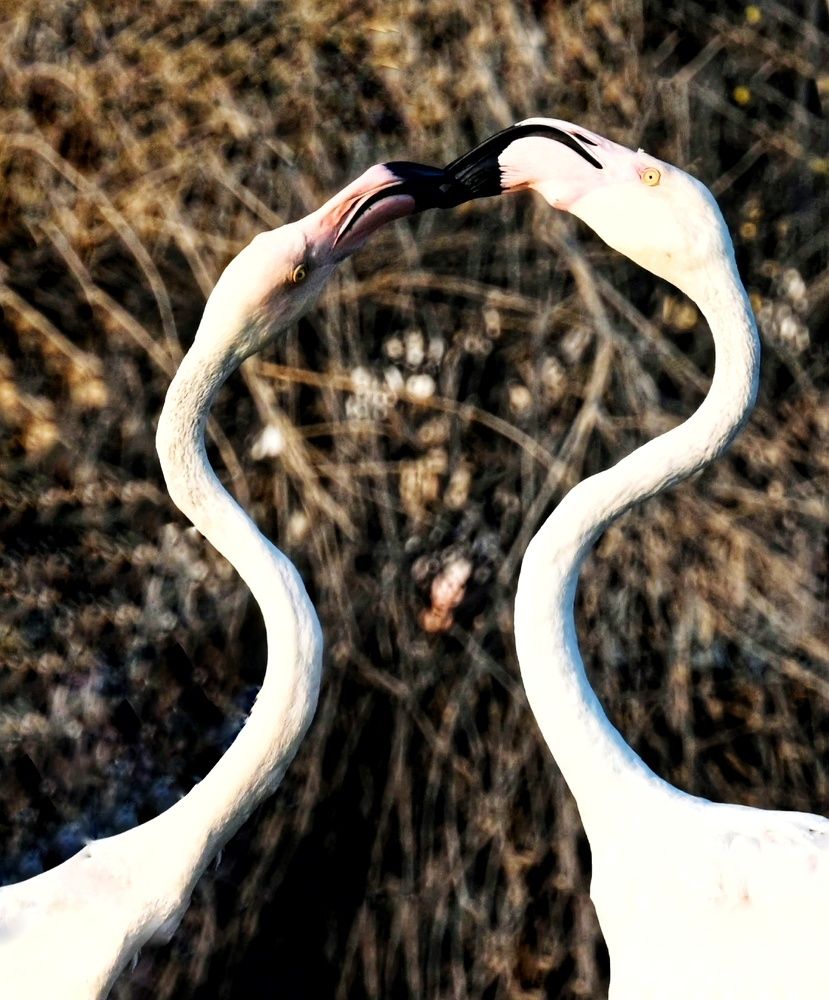 Photograph by Rajaa Shatnawi