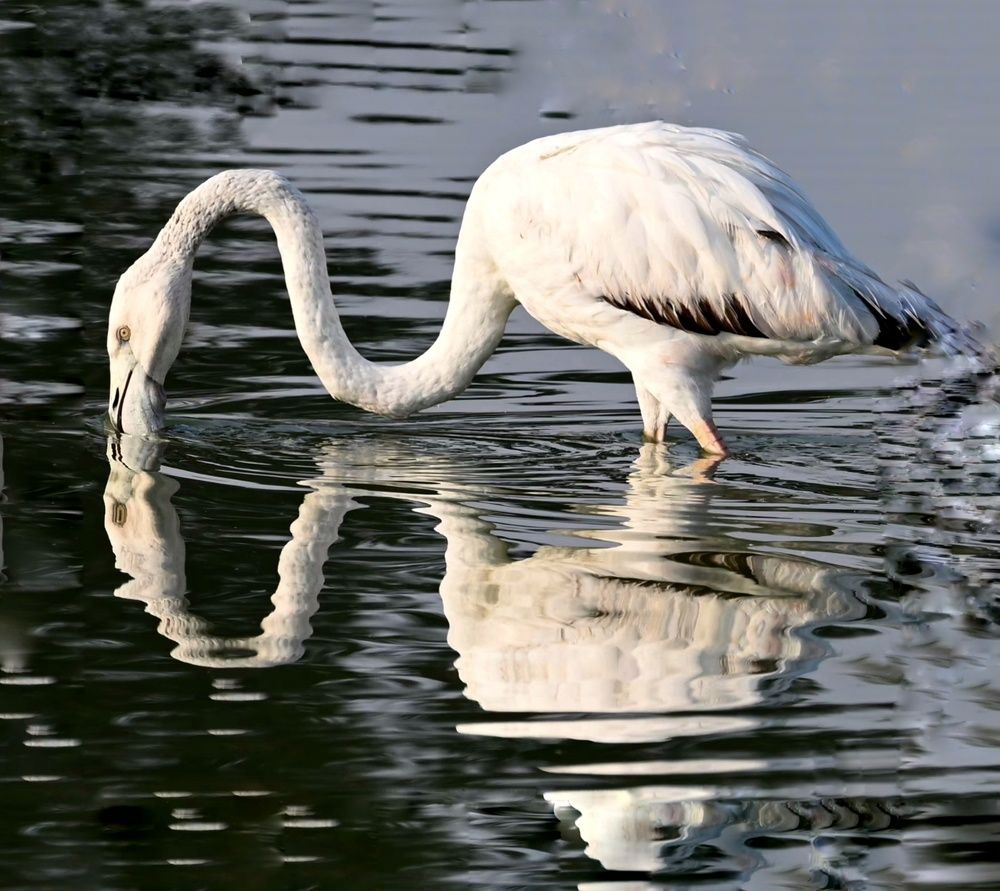 Photograph by Rajaa Shatnawi