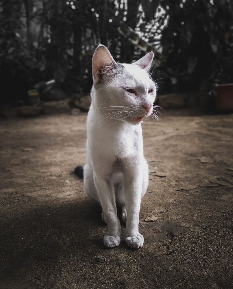 Photograph by lahiru sandaruwan