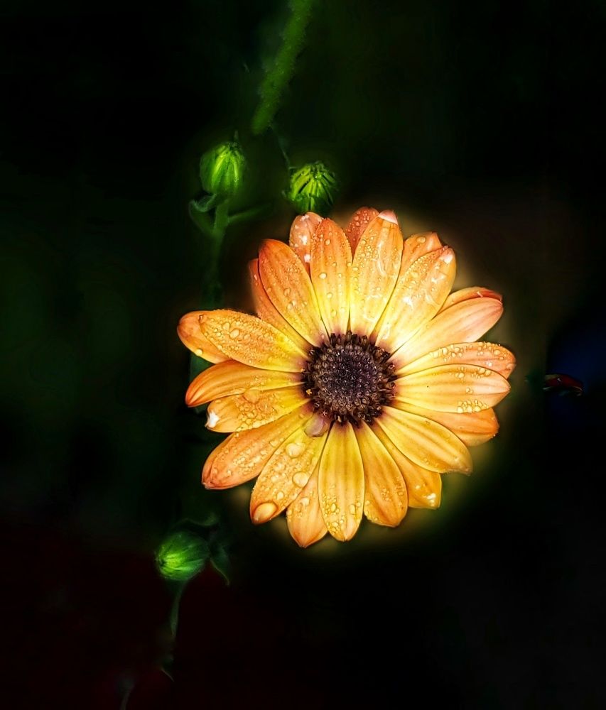 Photograph by Rajaa Shatnawi