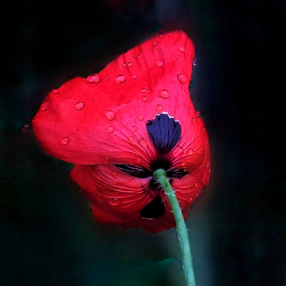 Photograph by Rajaa Shatnawi