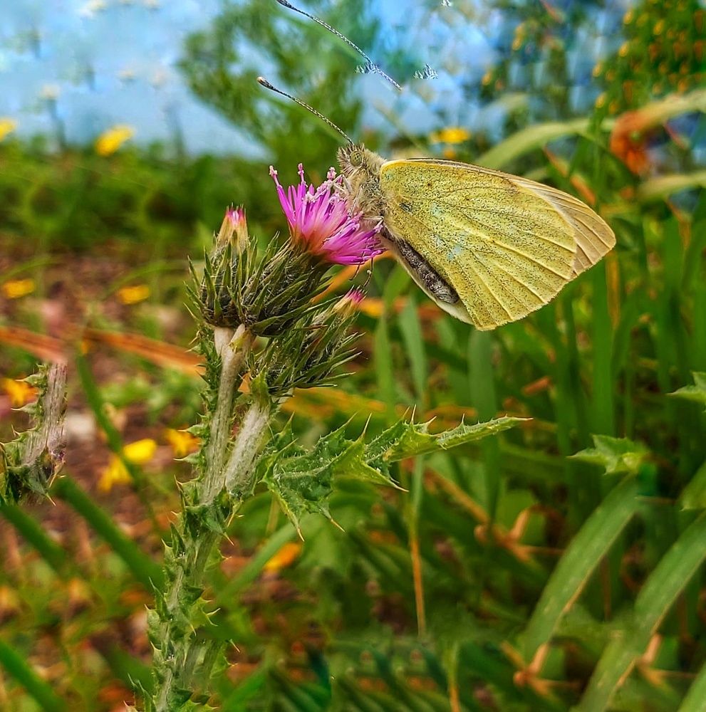 Photograph by Rajaa Shatnawi