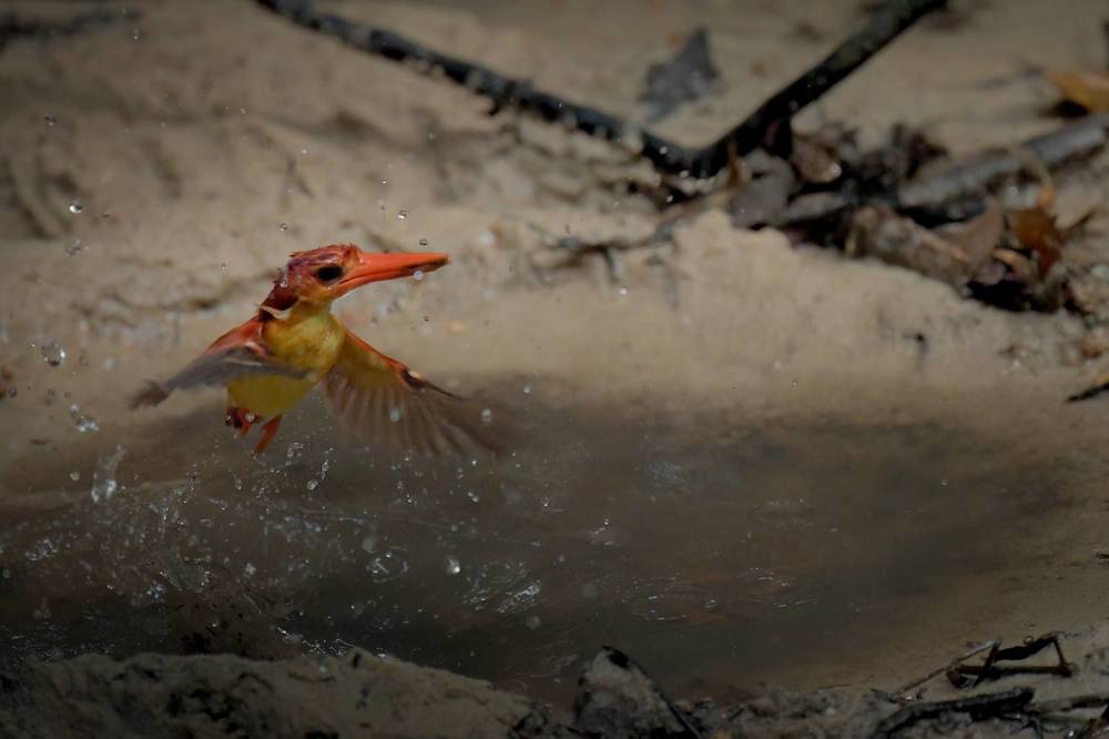 Rufous backed Kingfisher