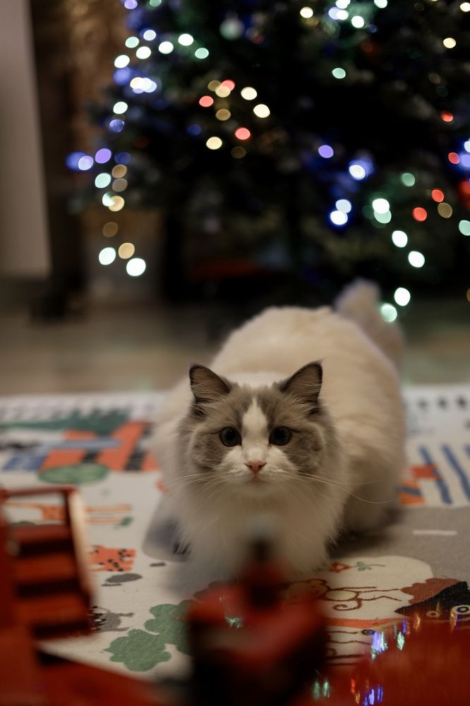 Фотография автора Татьяна Иванова