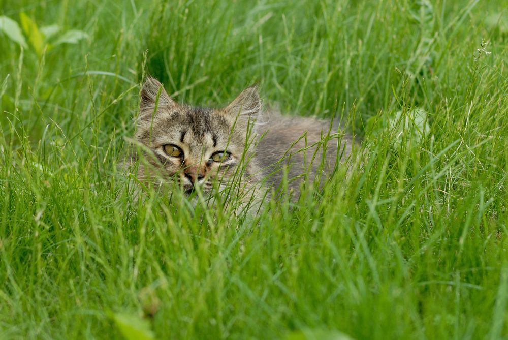 Фотография автора Дмитрий Referee