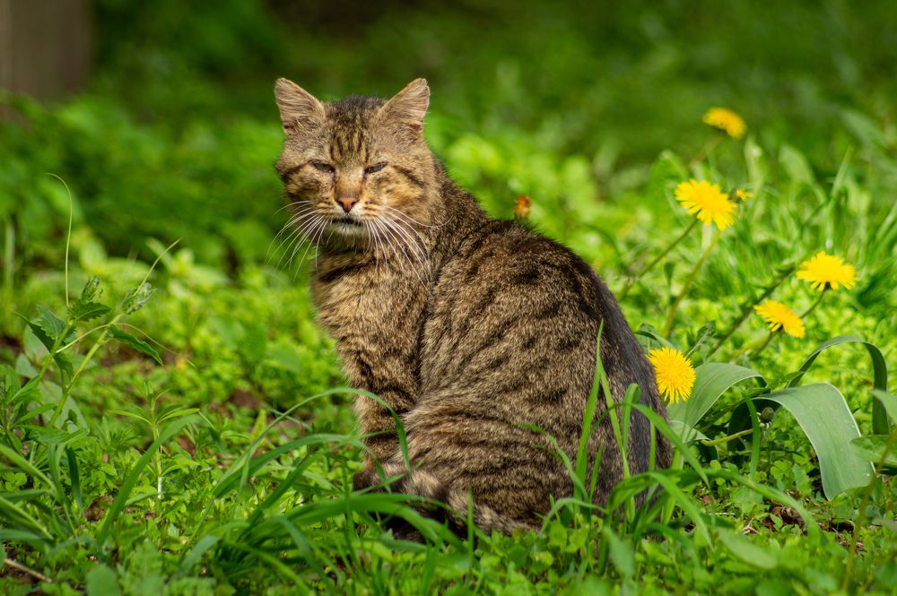 Фотография автора Нина Шкляр