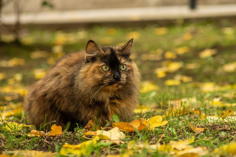 Фотография автора Нина Шкляр