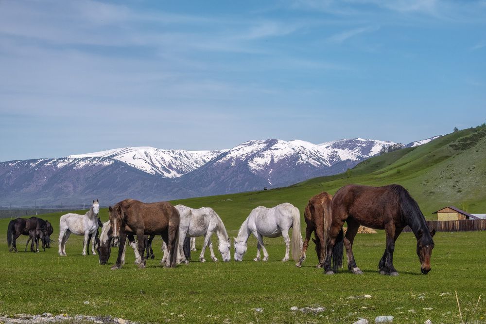 Уймонская долина