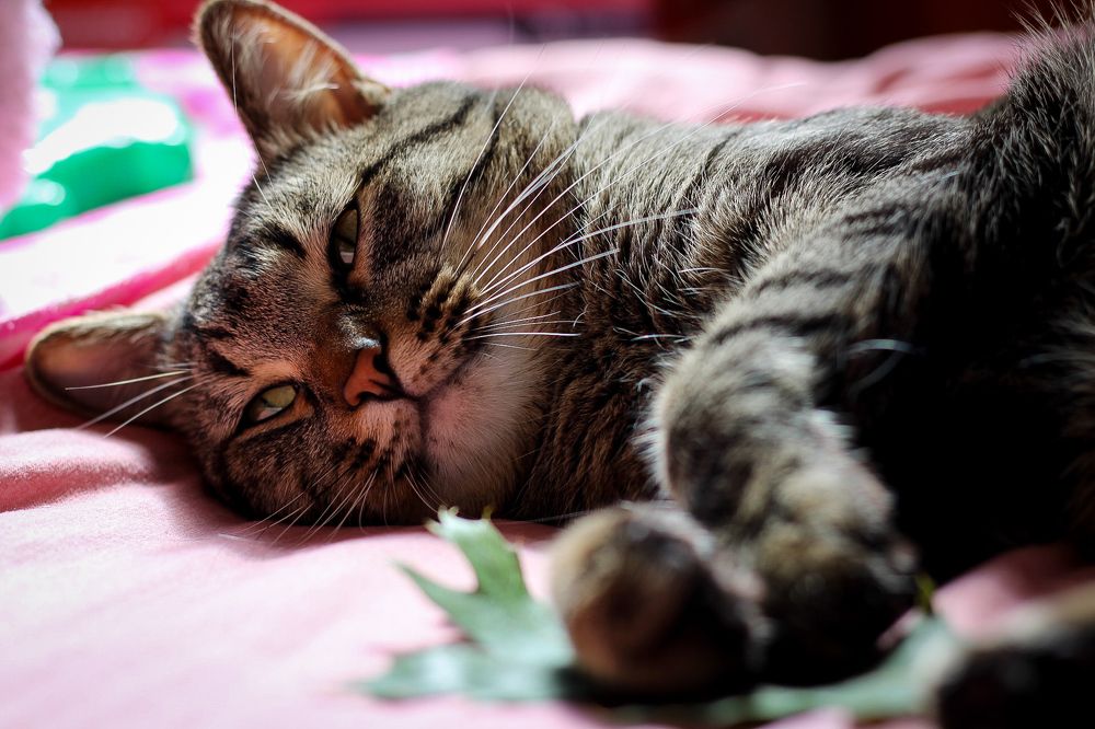 Photograph by Ekaterina