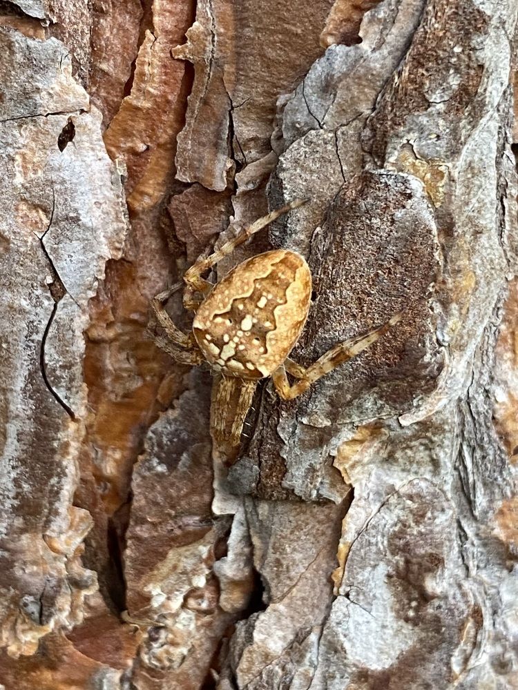 Фотография автора ГУЗАЛИЯ ГАНИЕВА