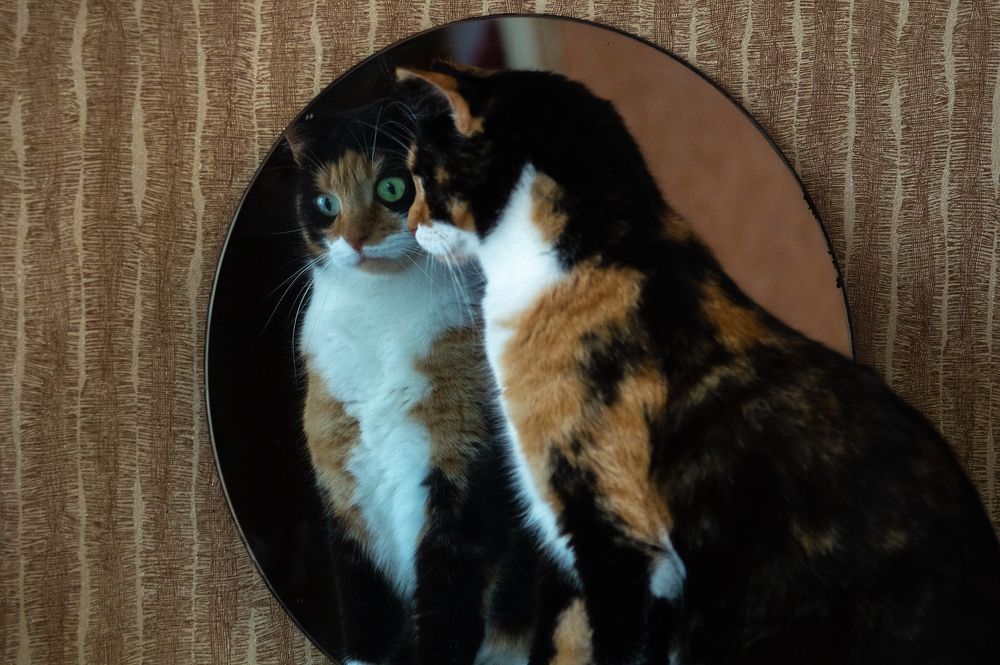 Фотография автора Нина Шкляр