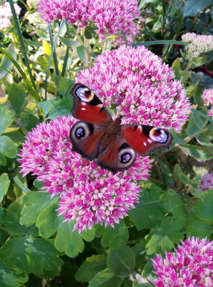 Photograph by Янина Милош