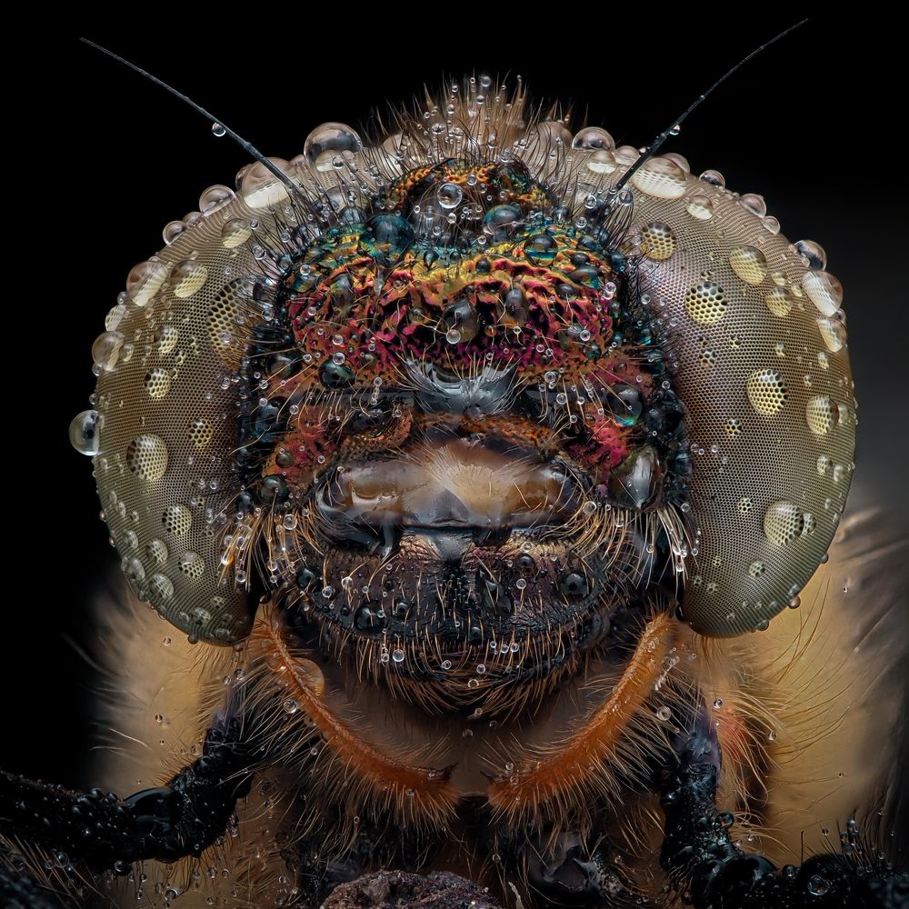 Photograph by Efraïm Baaijens