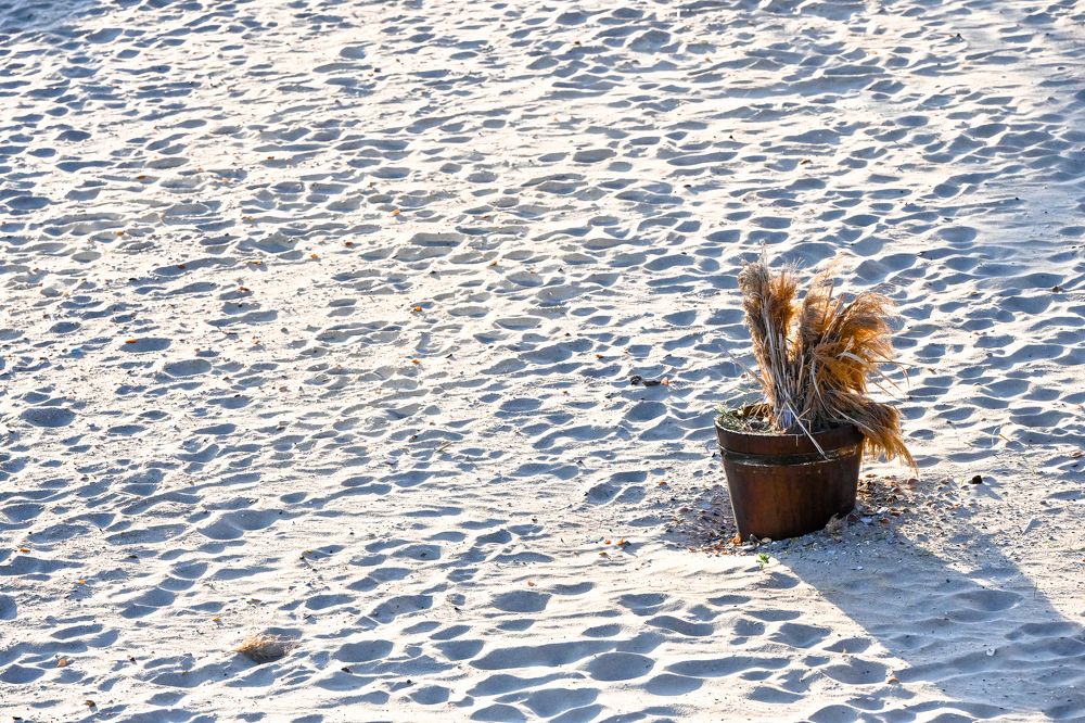 Фотография автора Михаил Пшеннов