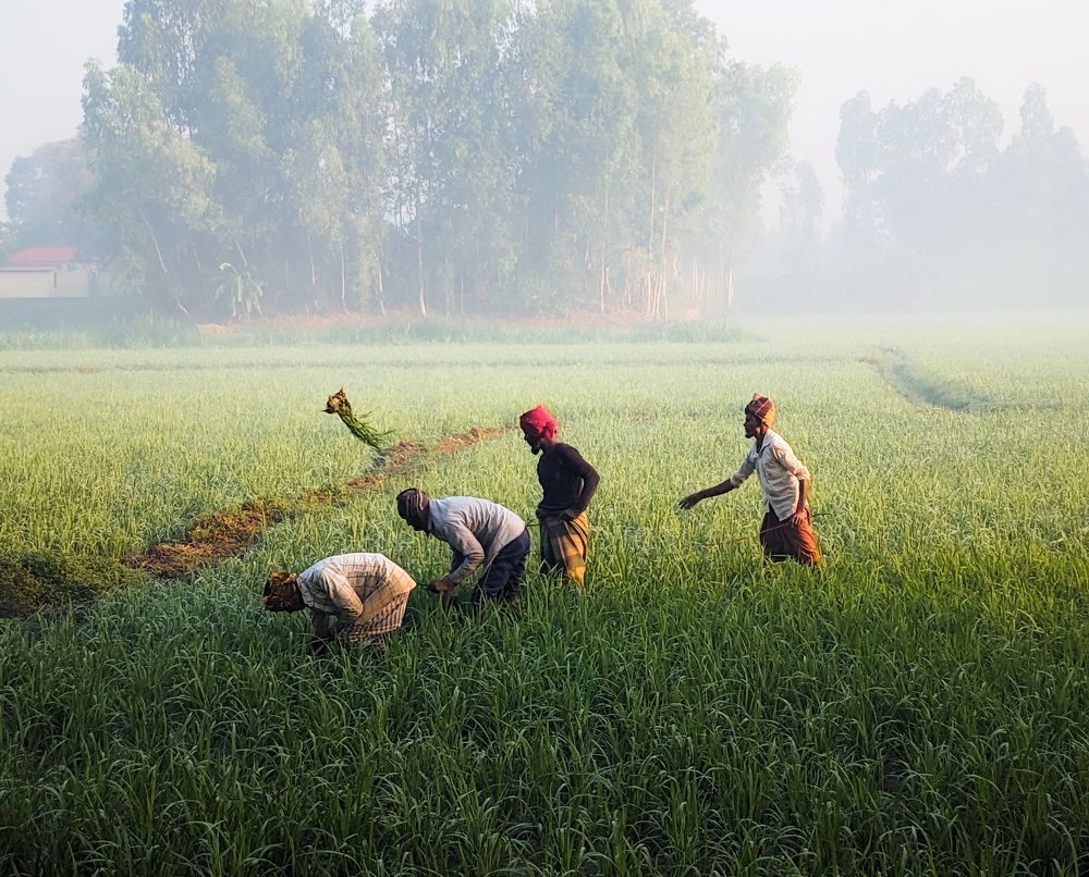 Photograph by Rejaul Karim Rabin