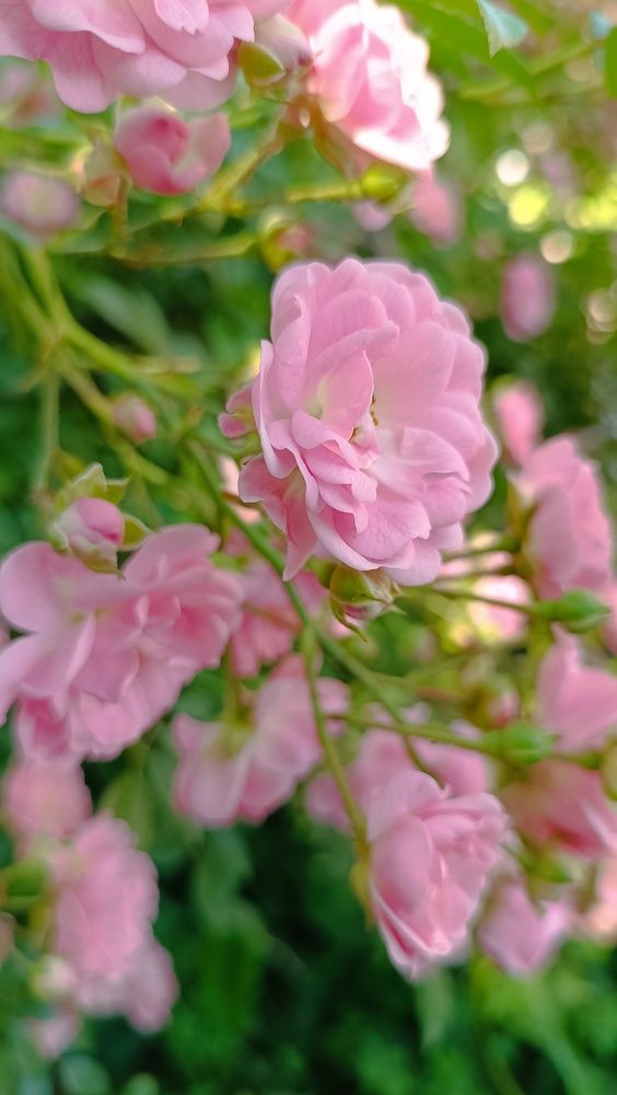 Розовый вечер