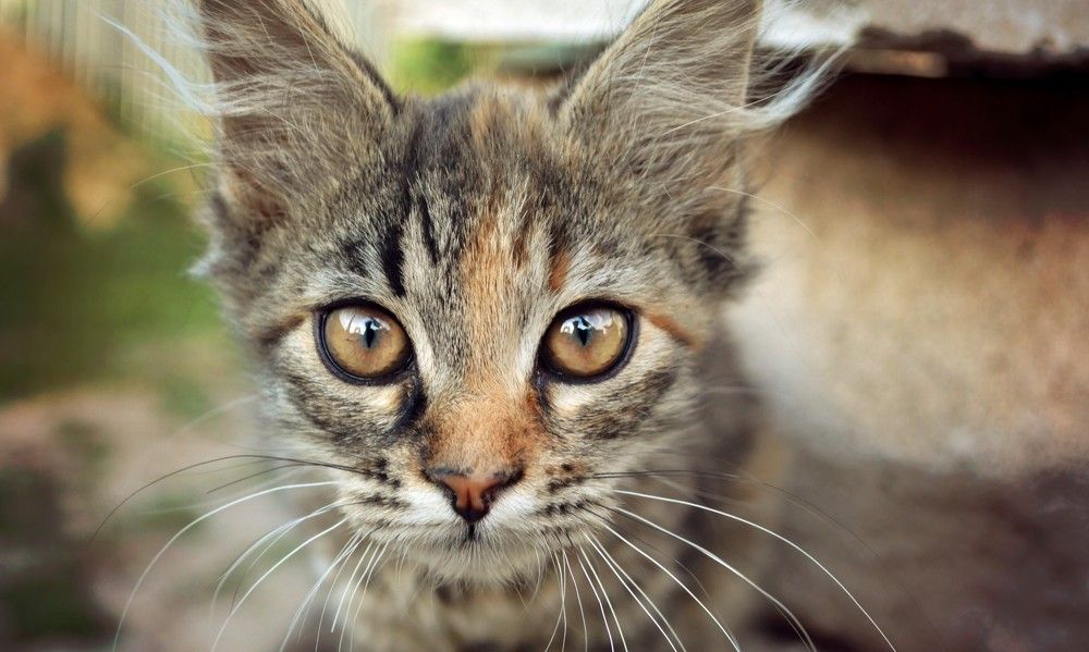 Photograph by Лиана Ратия