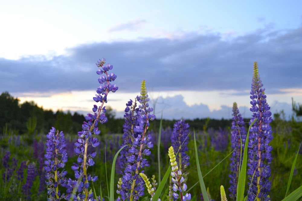 Photograph by ЮЛИЯ ОБРОКОВА