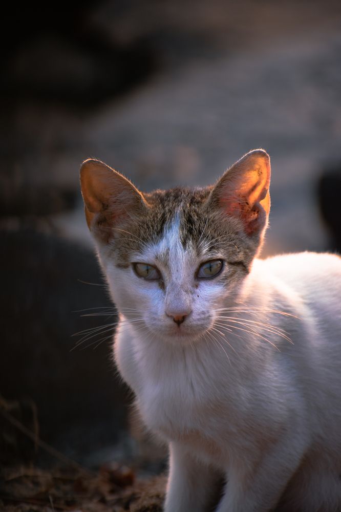 Фотография автора Sakthi Ganesh