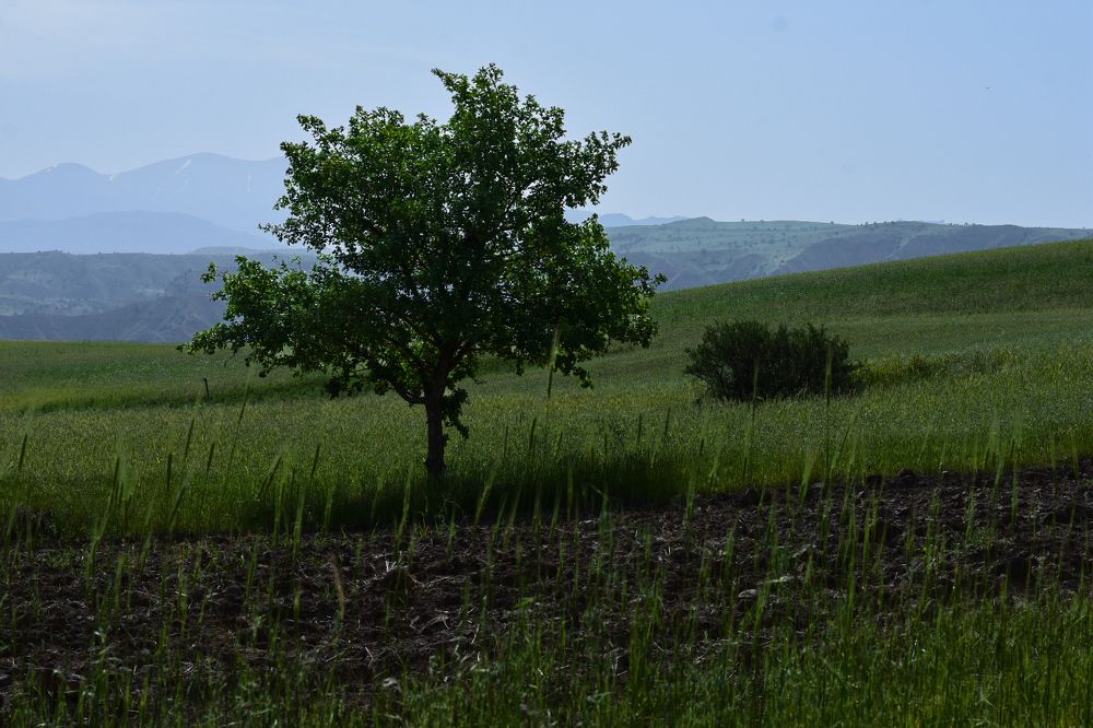 Photograph by Mina Mamdouhi