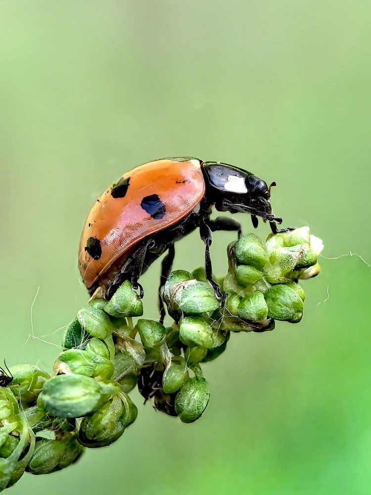 Photograph by Анна Епанчинцева