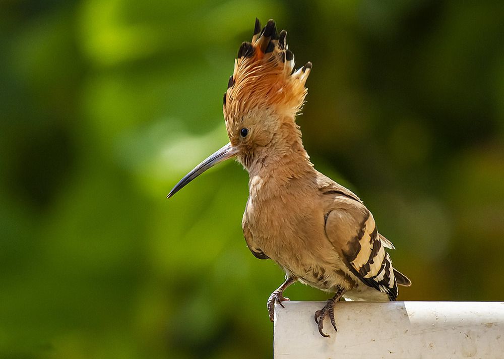 Фотография автора Reda