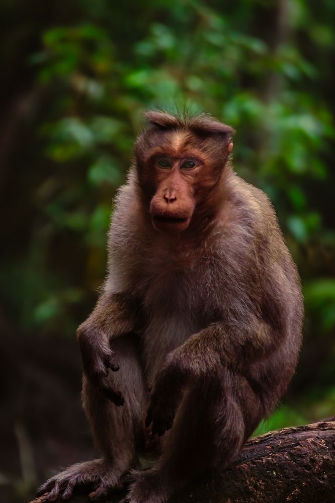 Photograph by Bragadeesh R