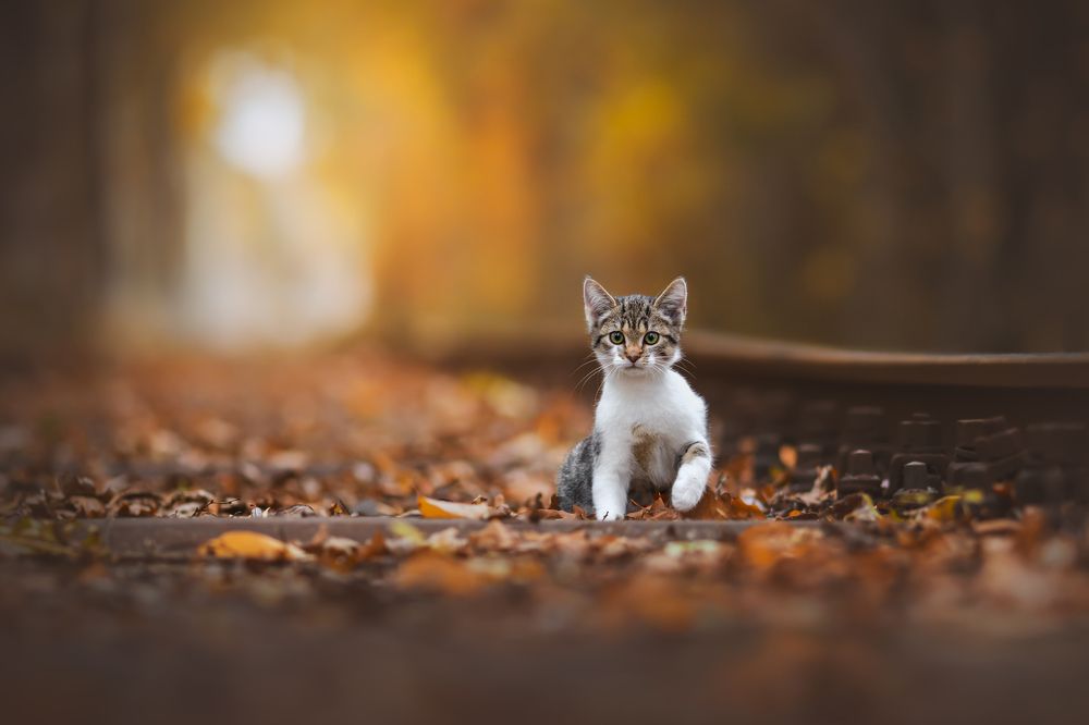 Disused railway tracks