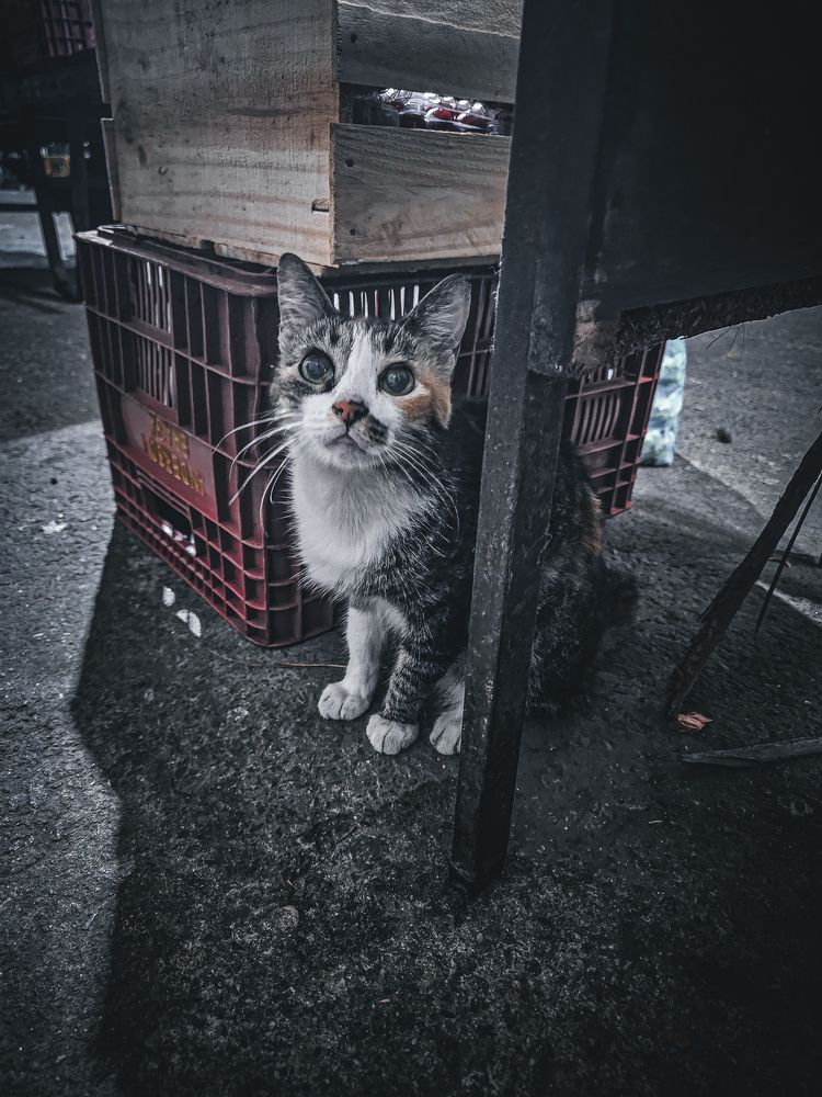 Фотография автора Elaine Almeida