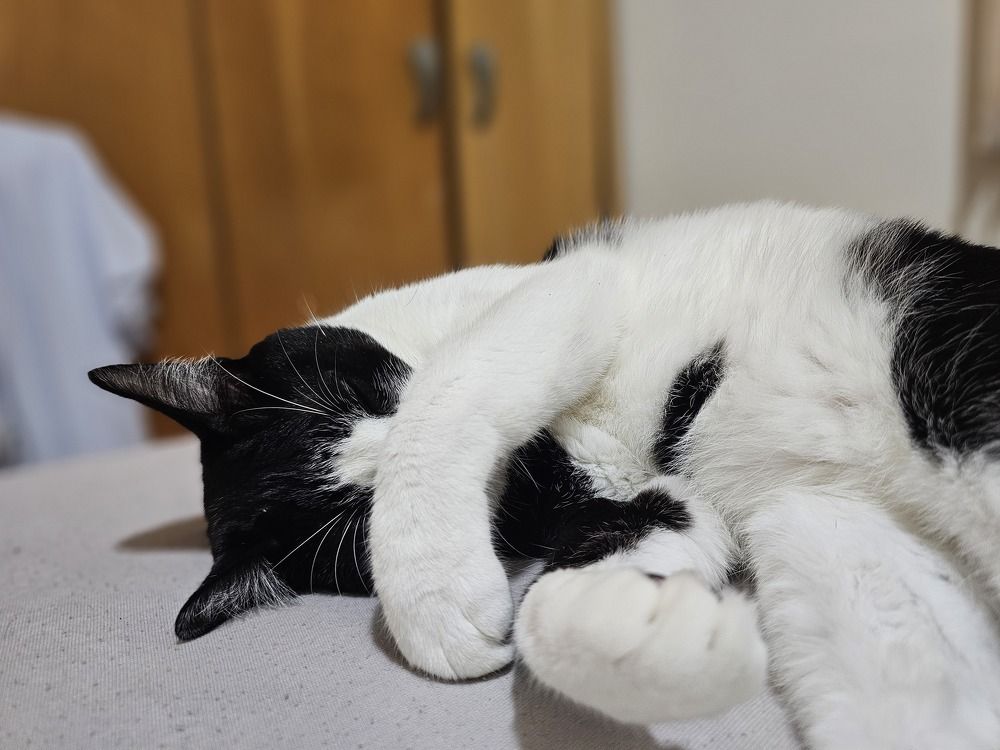 Фотография автора Elaine Almeida