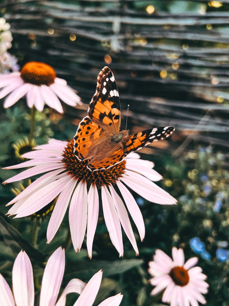 Photograph by Елена Цацулина