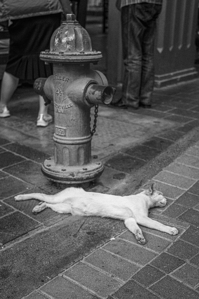 Photograph by José Antonio Gómez Mateo