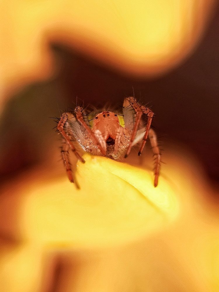 Фотография автора Mahdi Mohammadi