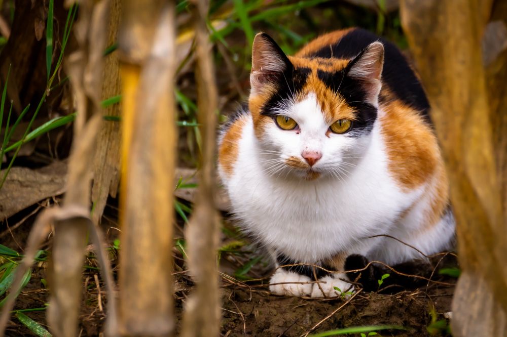 Фотография автора Zsolt Bgs