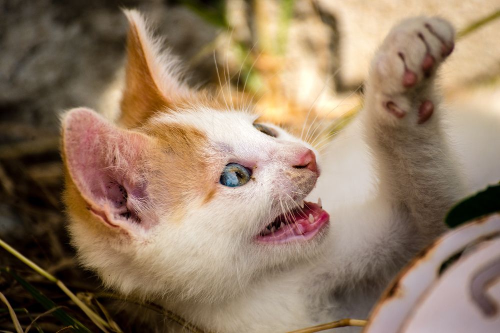 Фотография автора Zsolt Bgs