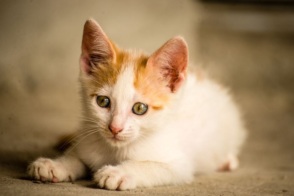 Фотография автора Zsolt Bgs