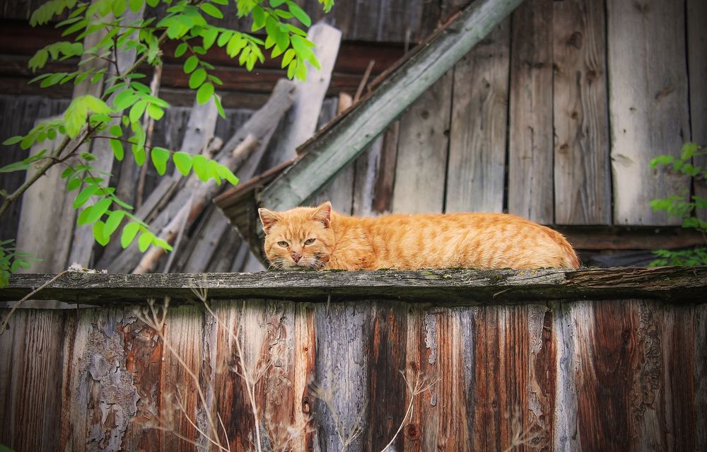 In ambush