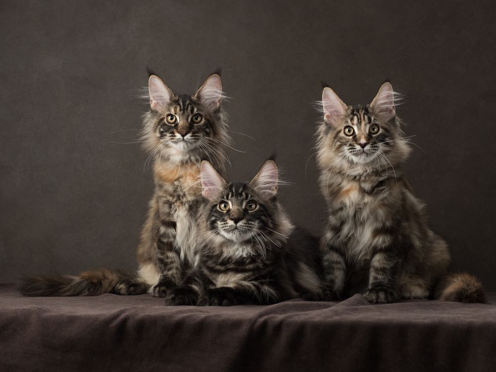 Photograph by Дарья Быстрицкая