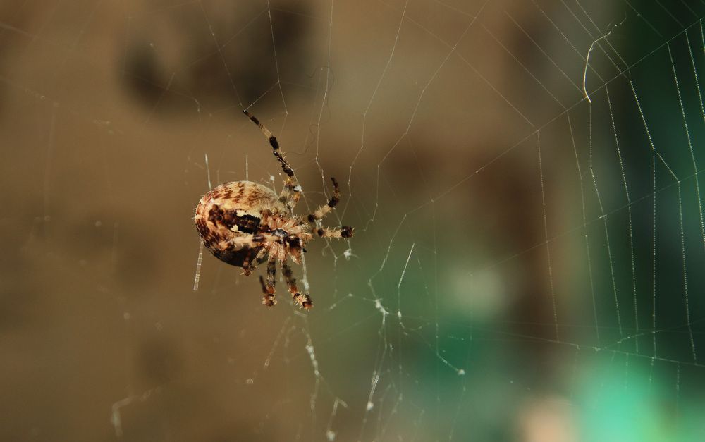 Фотография автора Андрей Рогов