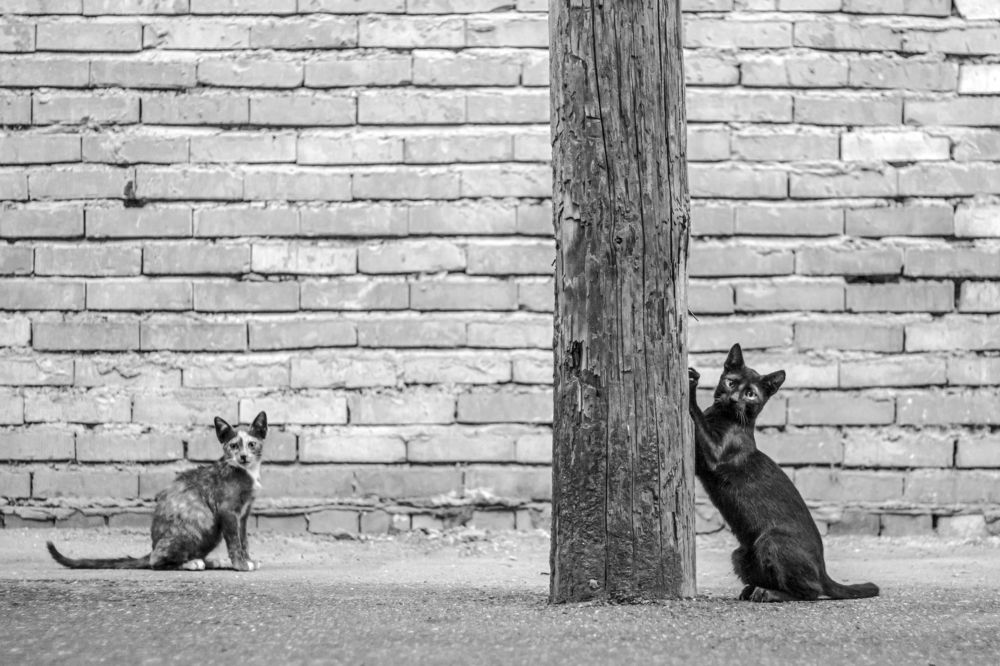 Фотография автора Arvin Ebadi