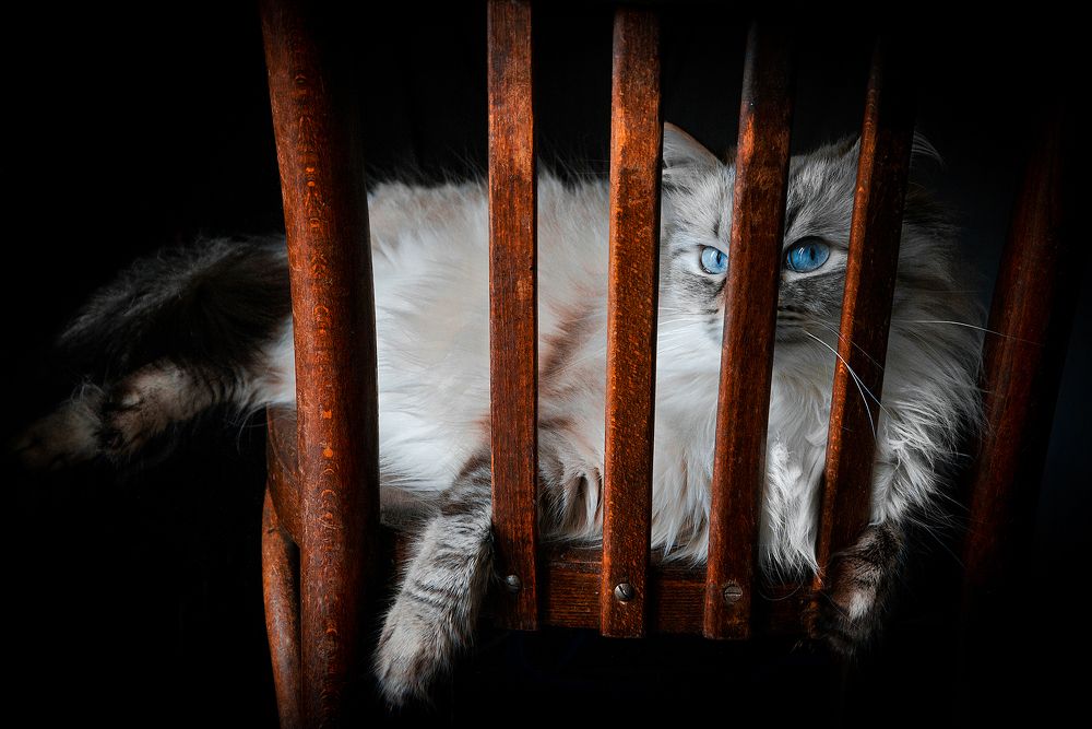 Наблюдение