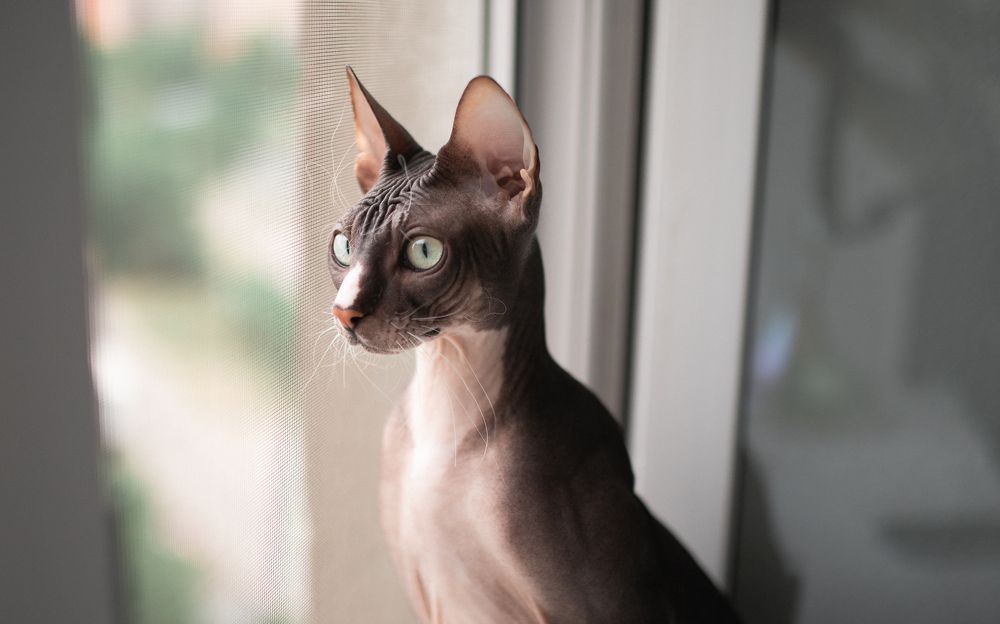 Фотография автора Нестеренко Александр